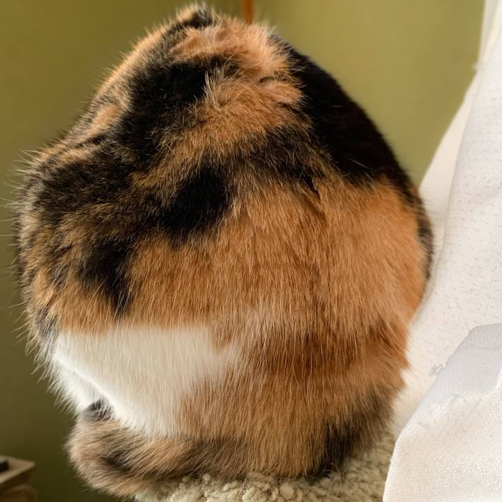 Feb46f9b accb 4b72 a622 3bf51e735aaa 1581298968824