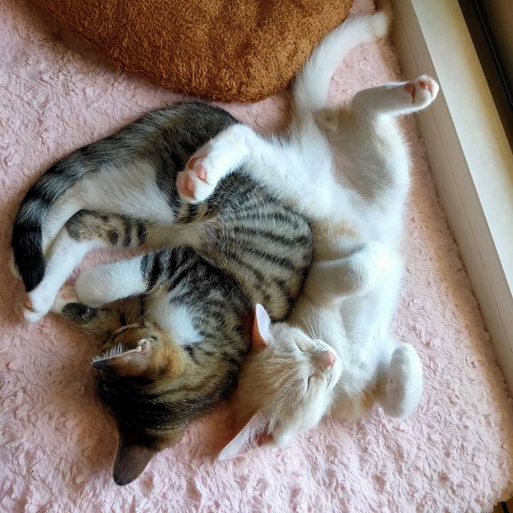 Febb5e4d e4c0 4a5f 8fd9 e05f2ce46151 1626582618298