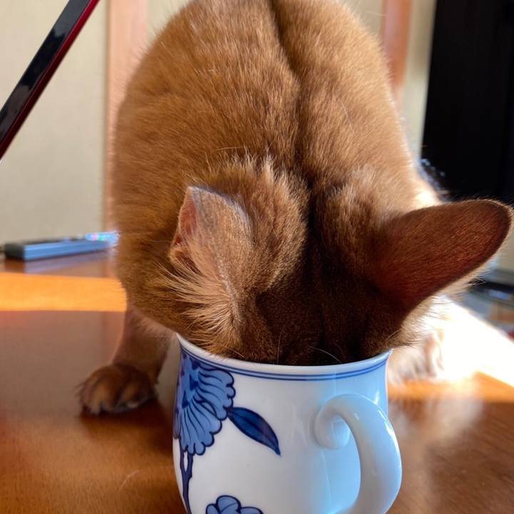 Febda1a0 41a5 4231 a5cb e4c5144e7472 1638676583521