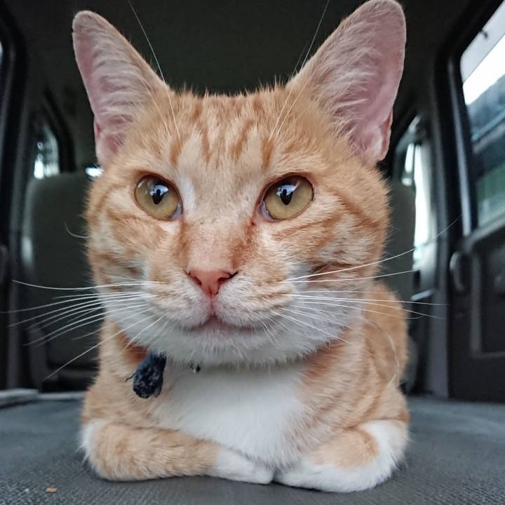 Fec686e4 24aa 4144 b753 4caf128fa3c4 1563617723854