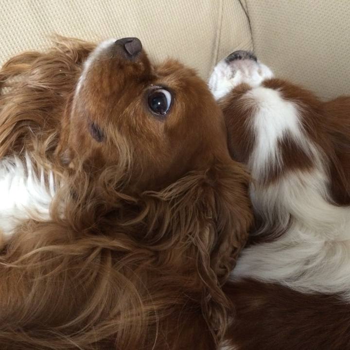 Feca92fc e66a 4b9c b2f3 6a9a6c7fe017 1511004072381