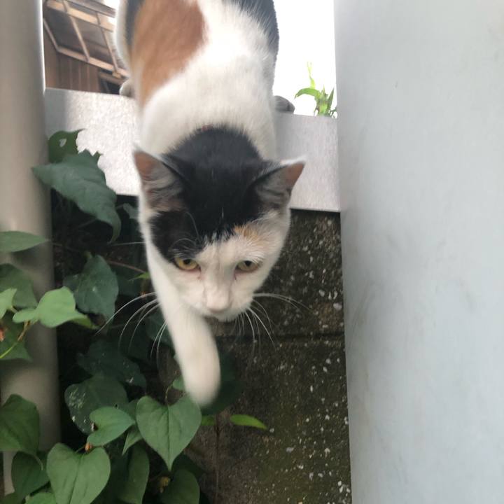 Fed813f0 ebbc 42e3 b0c0 03e1db59365e 1627472924792