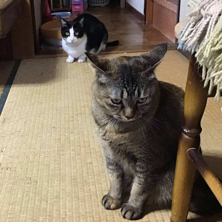 Fedc0348 d1c9 4e98 97f0 ff072e62a1f9 1748157946517