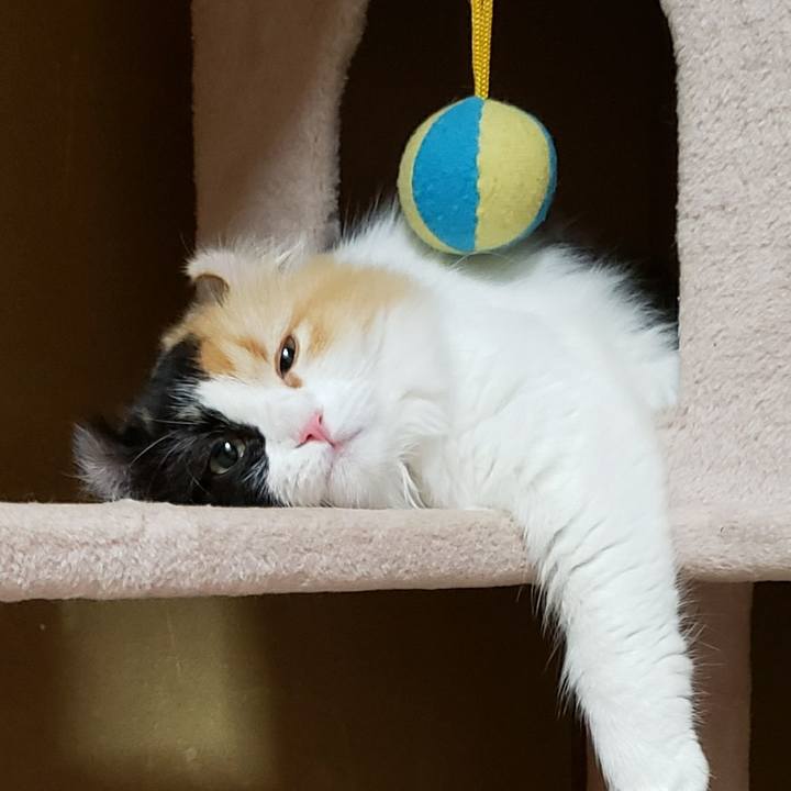 Fede7d32 71fc 4cfa a2f5 442e33201451 1593516459418