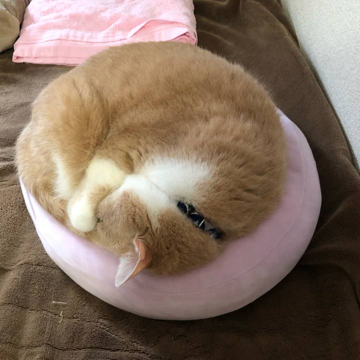 Fee32a36 e40c 427e b439 9beb11846751 1541409522514