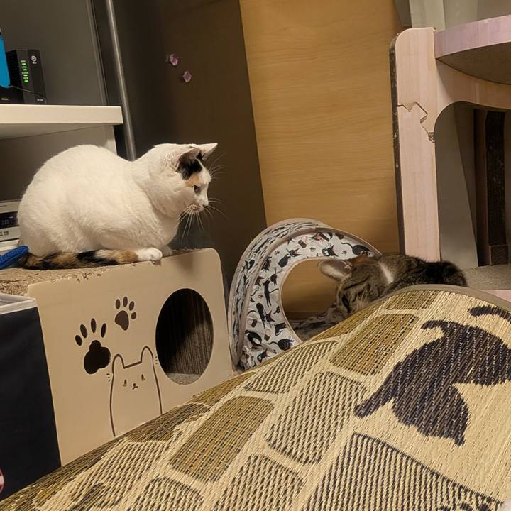 Fee3f0c2 d502 491d bc1b a55e9d28816c 1754829867540