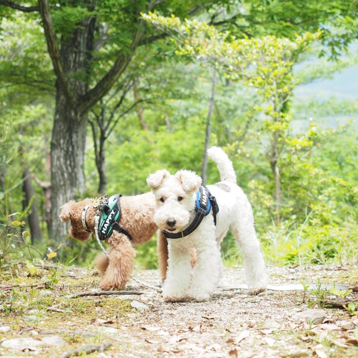 Fee62542 8e69 4258 9ca7 a8dbfd275c84 1592141449742