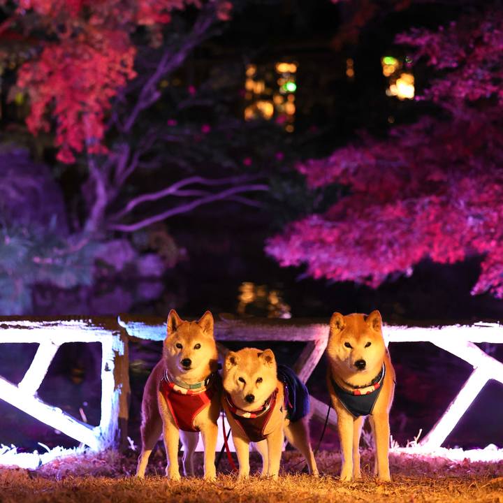 Feec366e b138 4824 b6ff d392e0f7cddd 1765121432729