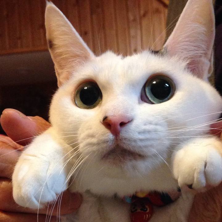 Fef23a77 a67e 40f4 a9e0 9362212c6f94 1514467475199