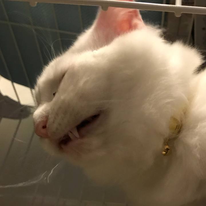 Fefc7c8a c168 4a3e a1f2 139b11e01153 1518696607695