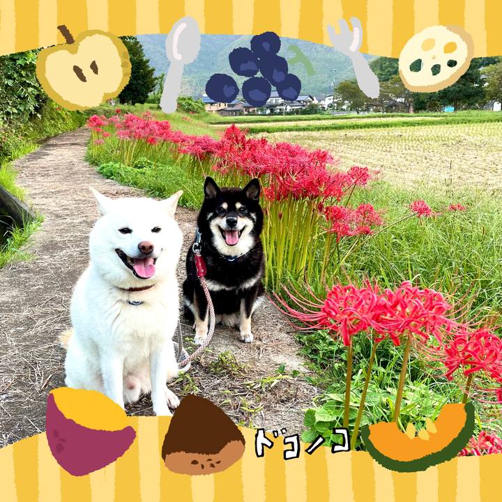 Fefcfb15 bcc6 4281 8945 36d9c6e94deb 1726817958231