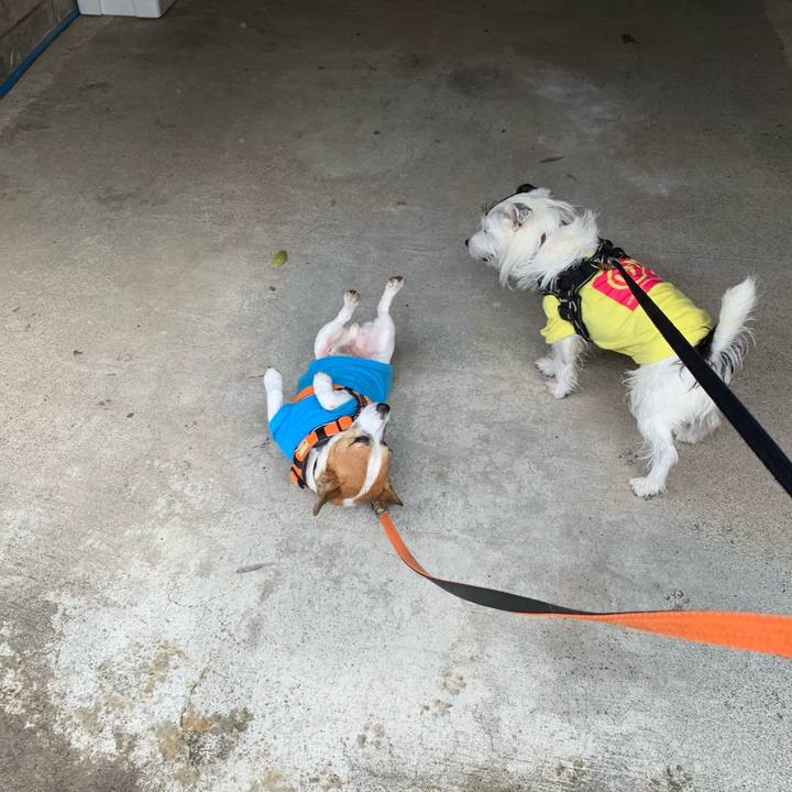 Ff011ccb 4b43 4a61 80a9 5616cd0c1611 1600997091449