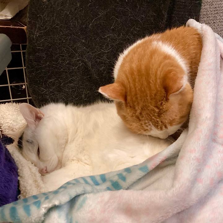 Ff0581b3 b2c5 4ae4 8d44 9e074a27eca1 1666463538663