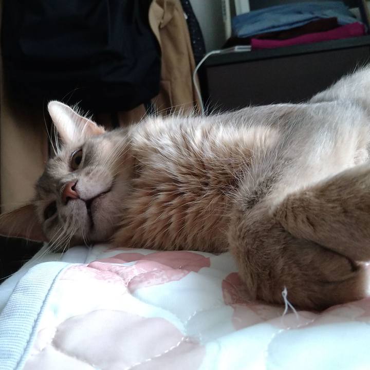 Ff086c3c 9e3a 43ec bfeb 67fea5a6478b 1626244329489