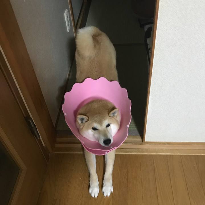 Ff09afac c6e9 47af 88e1 4beb92087c6c 1520213138049