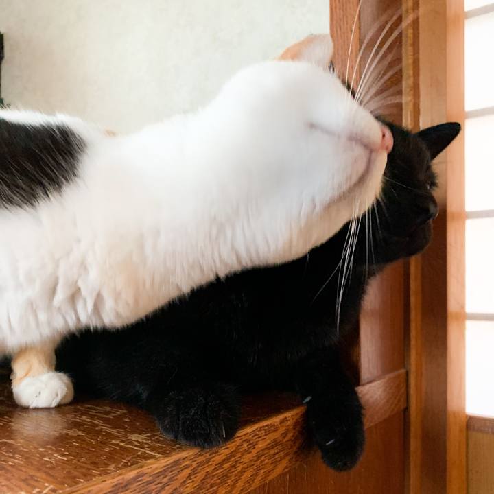 Ff12ff3a 3a20 4490 8a99 fc1b42555d0a 1572747978857