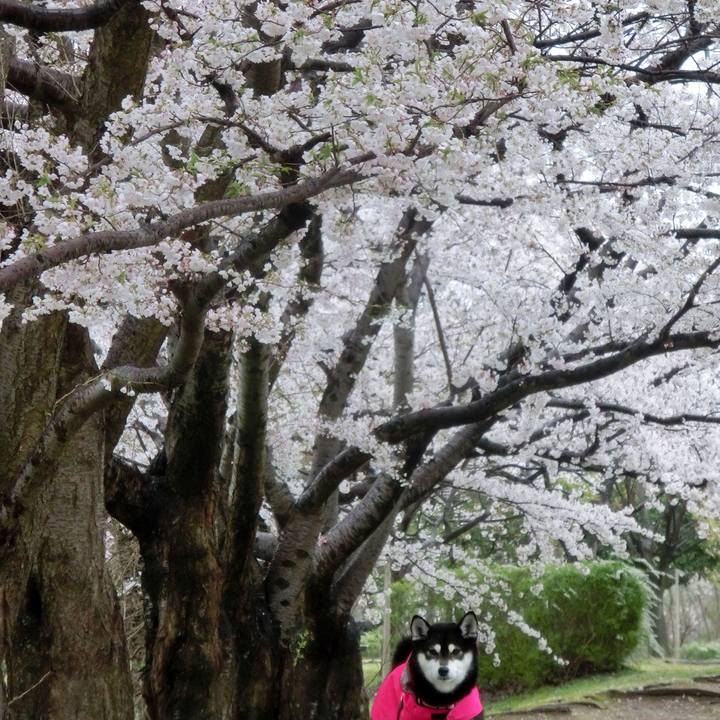 Ff1650c4 3c1a 4e9e ab97 4c4eebaa9fbe 1523485005178