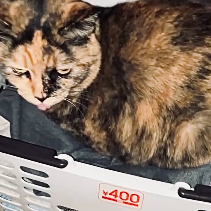 Ff1a1bd1 7f4a 4893 9ba8 8072dc99f6eb 1736542347153