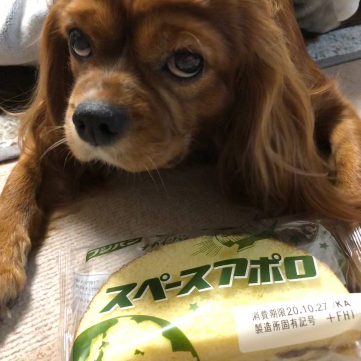 Ff1cc497 93dc 40ad a29d 4b69cfaa909d 1603541261048