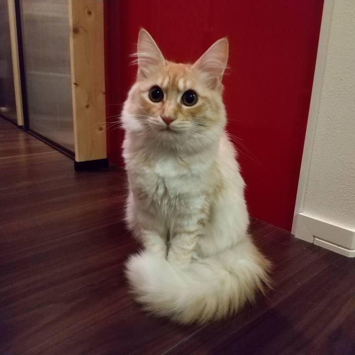 Ff2105a4 5cc1 4b0a bbf4 38fcd2a35101 1613425547266