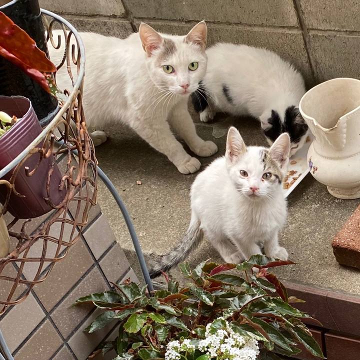 Ff274785 8733 4f45 9744 9c362d78ba4c 1591595419382