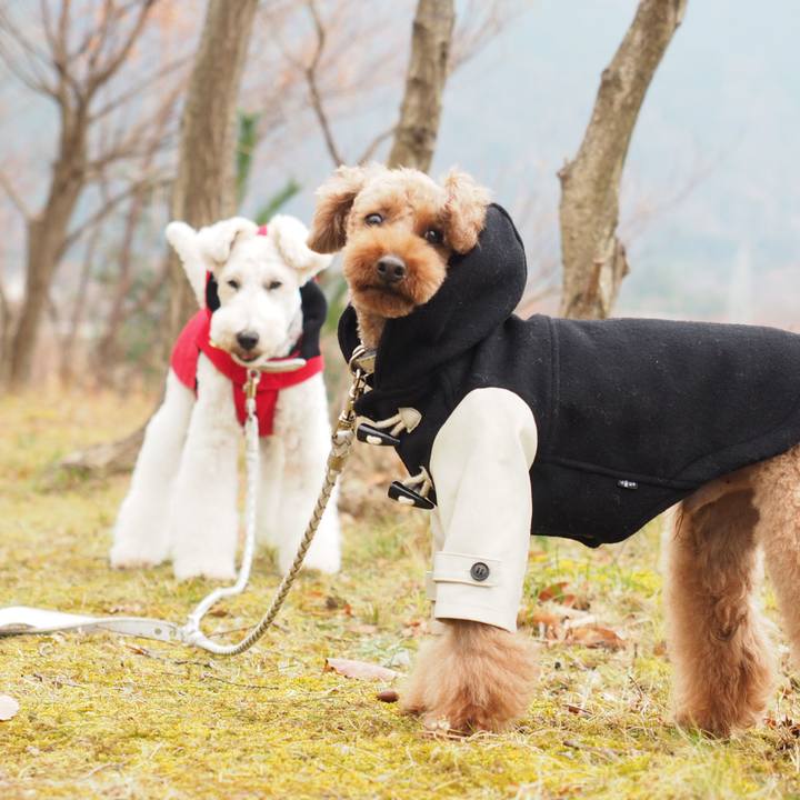 Ff29cf2a fc8e 4407 8196 be692059a5fc 1576985292634