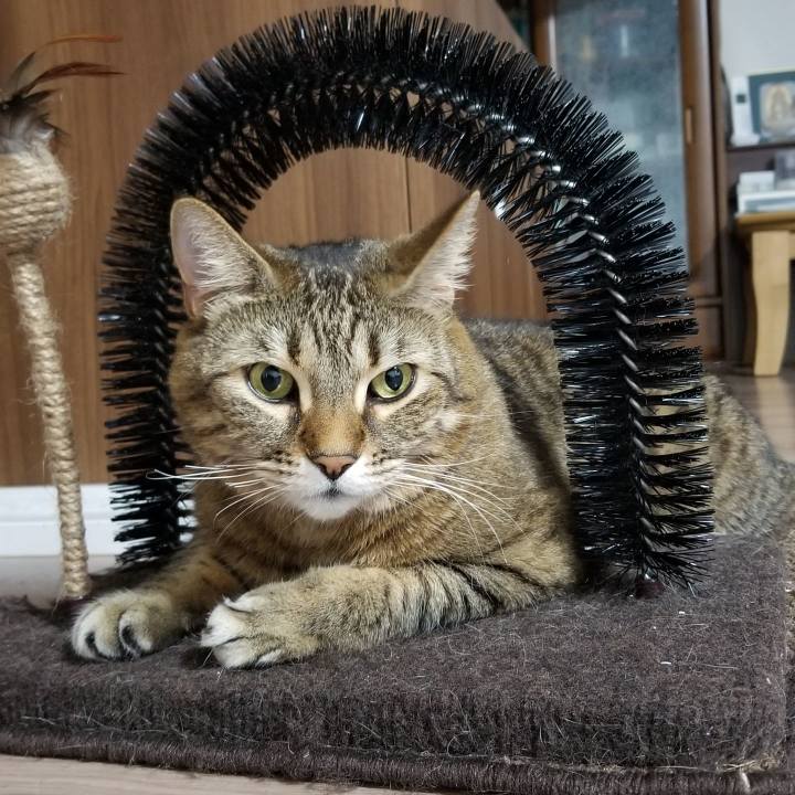 Ff2cd1fe 2331 4f58 9495 e8a87be221ce 1553256913368