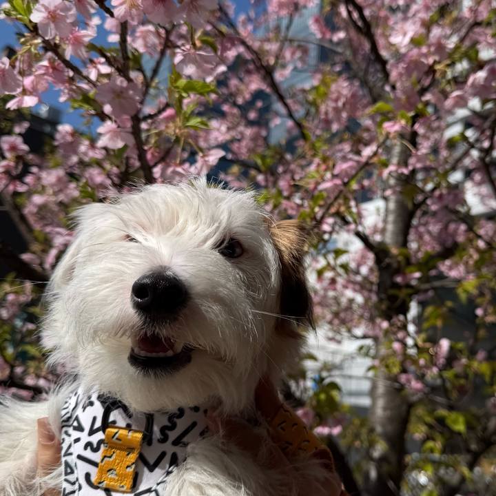 Ff2e3204 7767 41b8 8880 7d48810b8d1a 1771856165213