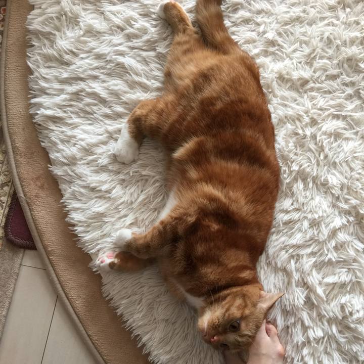 Ff30fc0d b928 4e1a bdba 70cee5885651 1541289308119