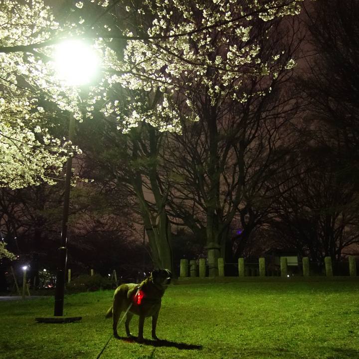 Ff310390 8053 4872 b5fe 08a5283ce513 1553941697317