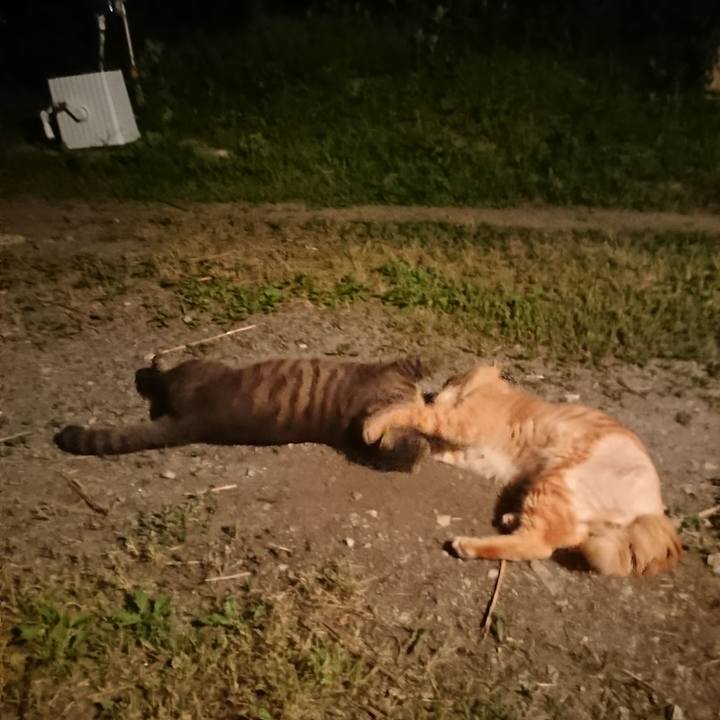 Ff311f3a 91cc 4f36 ae86 6b0701af8d45 1655378959380