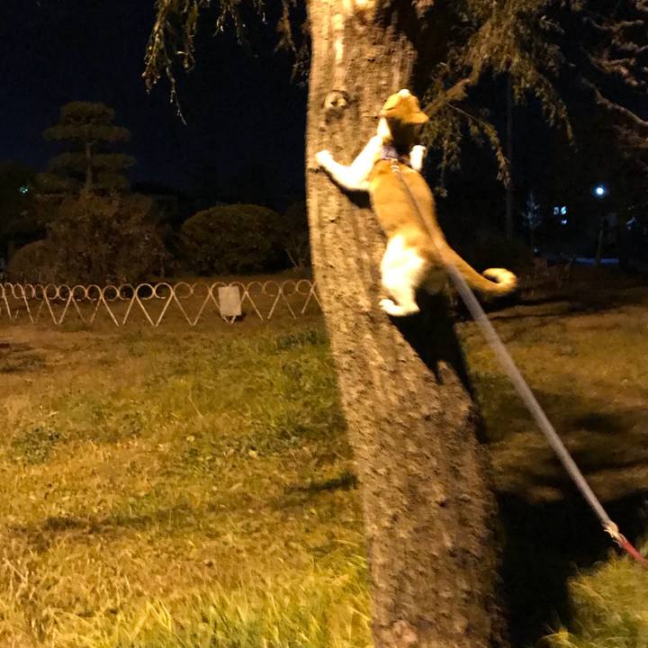 Ff3215f2 0275 4010 808e 5e5c160c9153 1513776850749