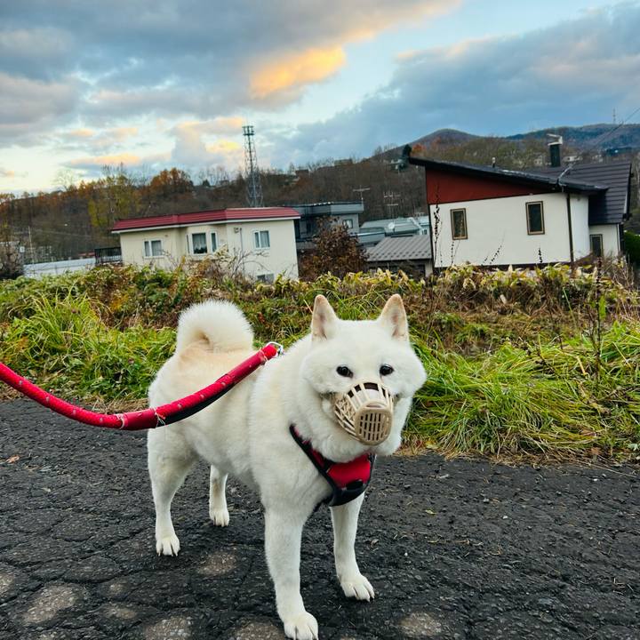 Ff33a94a 0f27 4c65 9b70 7aac916bf08b 1763157957309