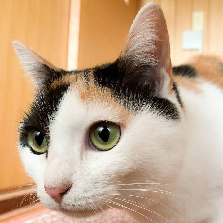 Ff34a251 5907 4764 b309 0e5b64122eb5 1576288475154