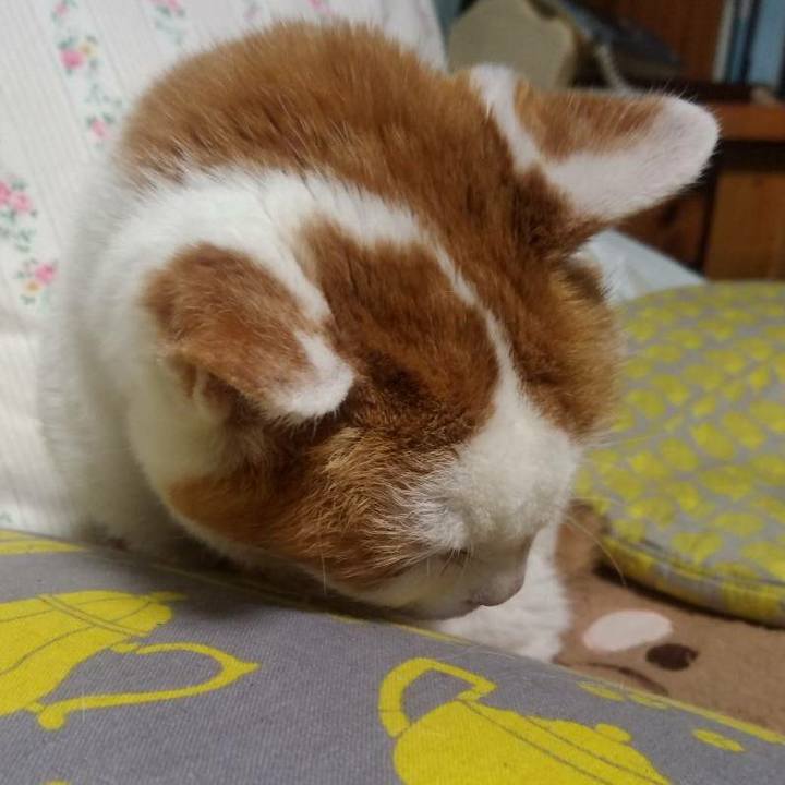 Ff3ba15f 5da2 4b1e aa54 22cdd35cb710 1604139314225