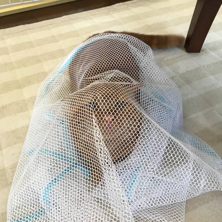 Ff3c4070 517a 4caf 8093 e801895dd033 1530497891784