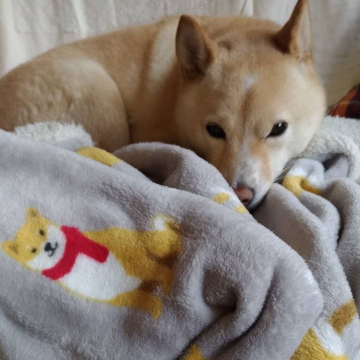 Ff3e5464 00c4 48de 8e1d 7c37802cf3b8 1608425690501