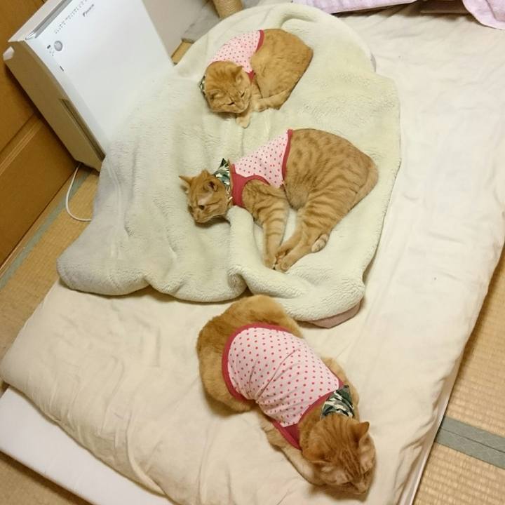 Ff3f4c8f 6c33 4fd3 b80f 882d91cb2aba 1570339834226