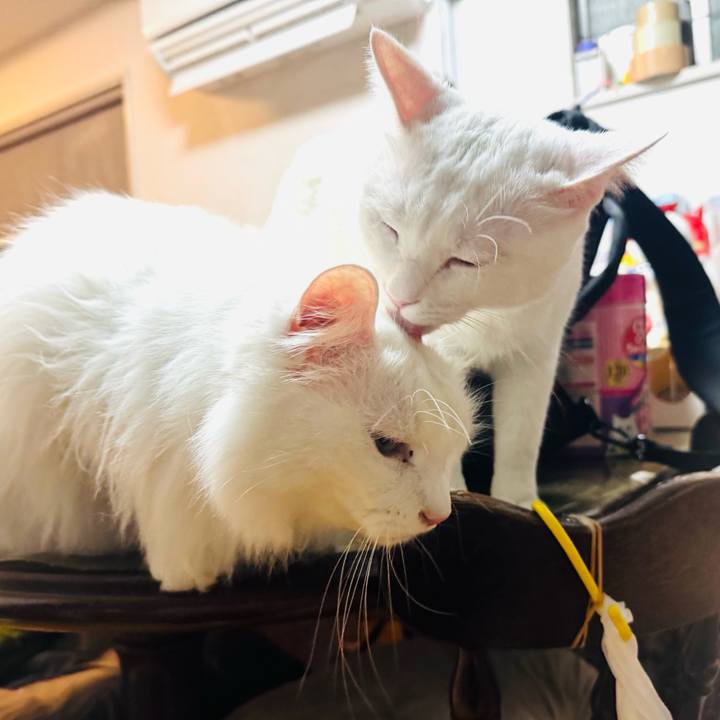 Ff4385ca edce 4f77 aeab d6d13cebfeab 1738189478469