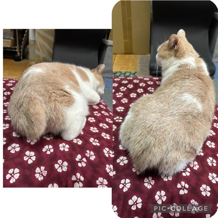 Ff487014 2b95 4dbf a556 158d260ec229 1762126816938