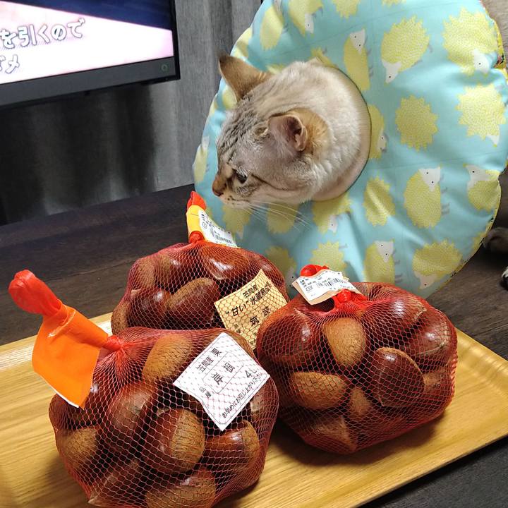 Ff499e45 4904 4b7b b03b a9c44c3ba5fb 1729947207451