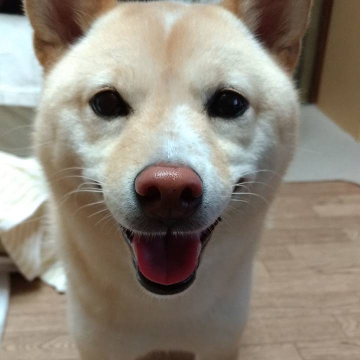 Ff4ac21a 7f73 4c55 a324 fcdffcf1cd2a 1565904246804