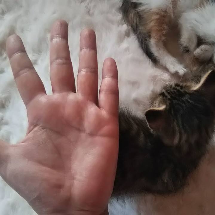 Ff4cda10 7e5f 43f8 891a 81f12bbe35c8 1631953036536