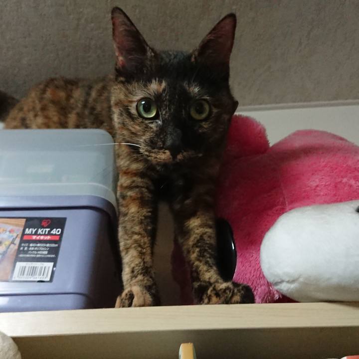 Ff53f6a8 9132 44e9 9216 c196c7933e65 1603435813356