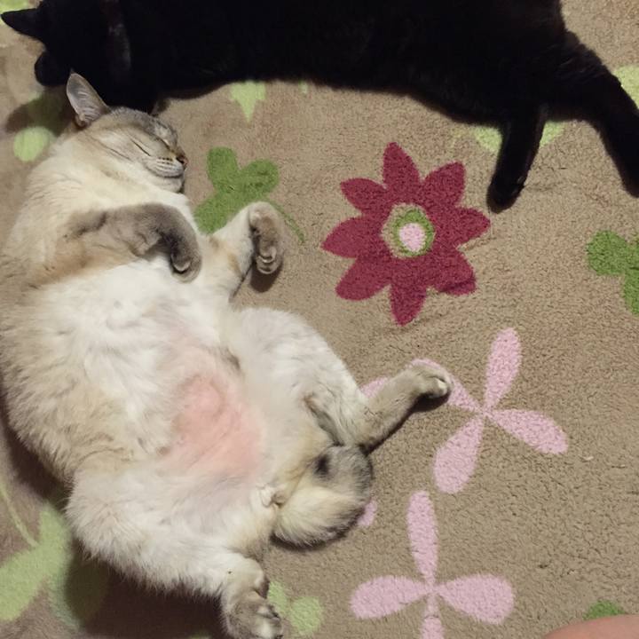 Ff5c63c5 cf13 4241 a07d 74f0e4d2b19a 1526420028363