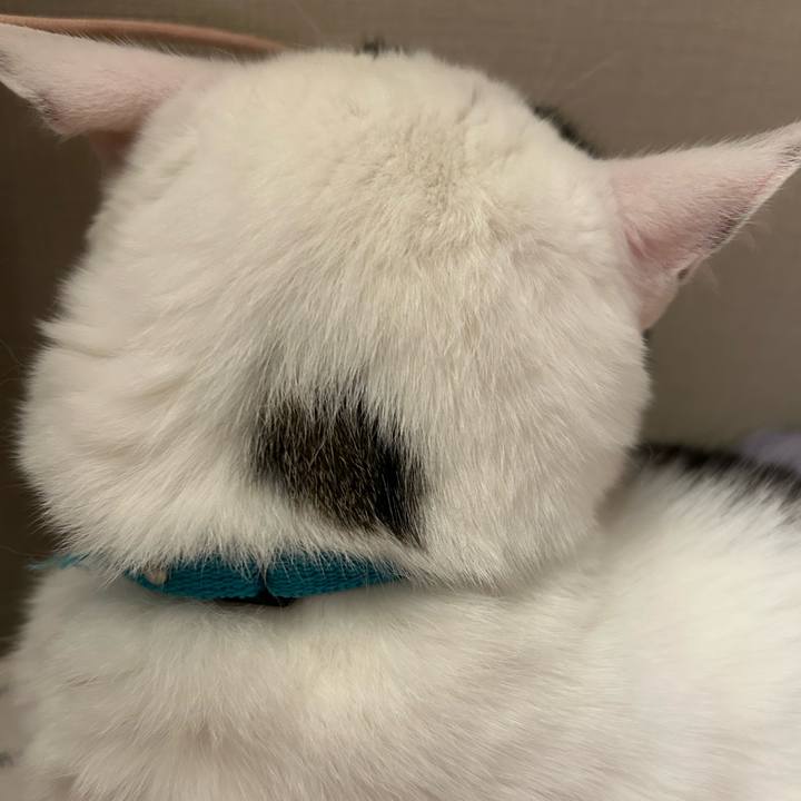 Ff5cafab 4486 4dc6 bc98 c910a488bb1e 1761666324769