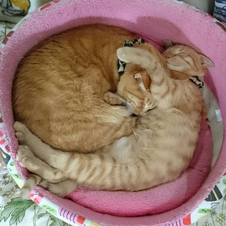 Ff5cdeed a125 492d 8bcb 90173eeaeda6 1543733859793