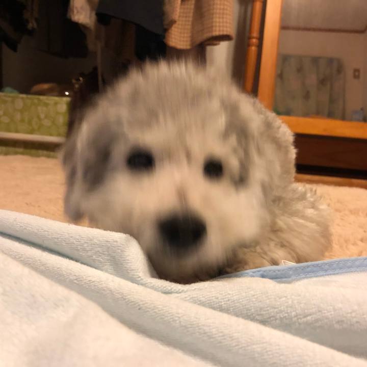 Ff5f7164 1d10 4d70 81f9 15d34f1ca063 1545968994397