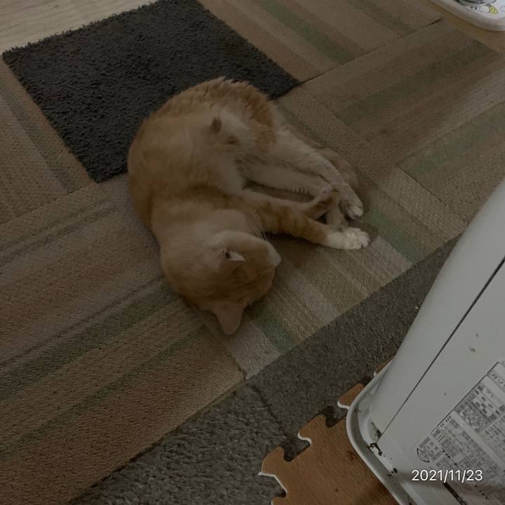 Ff6099b1 3ad4 43de 9c41 16a1dcf6ffe3 1637669453864