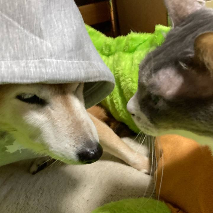 Ff61194c 61d1 4d86 baa2 9e3fbbcf2e55 1762775521974